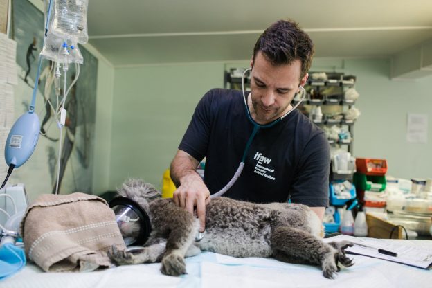 Why I Want to Be a Veterinarian? (Free Essay Samples)