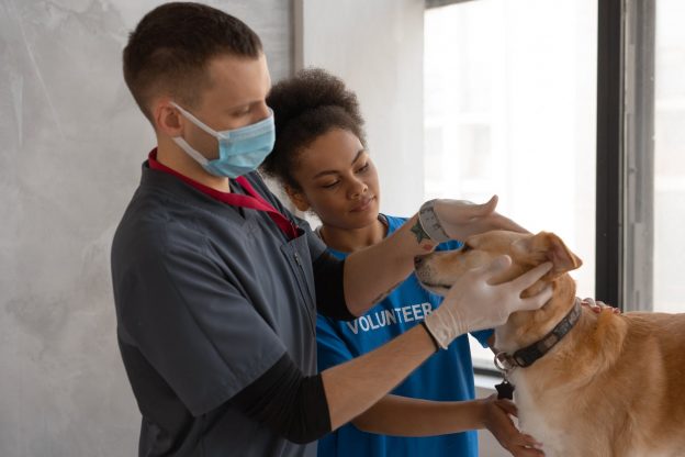 Why I Want to Be a Veterinary Technologist? (Essay Samples)