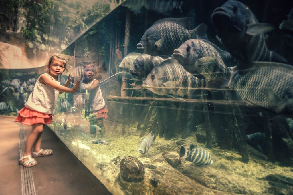 Should Zoos Be Banned? Free Essay Sample Explores Why