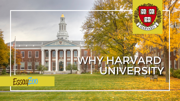 why Harvard essay